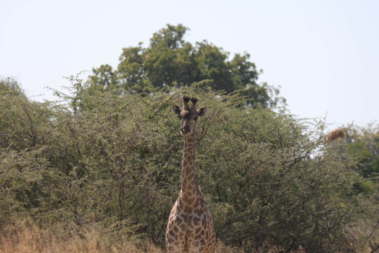 [24373] 2016_06_30_05_51_49_Africa_Canon_EOS_40D_IMG__00510.jpg