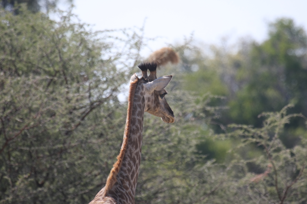 [24382] 2016_06_30_05_52_08_Africa_Canon_EOS_40D_IMG__11684.jpg