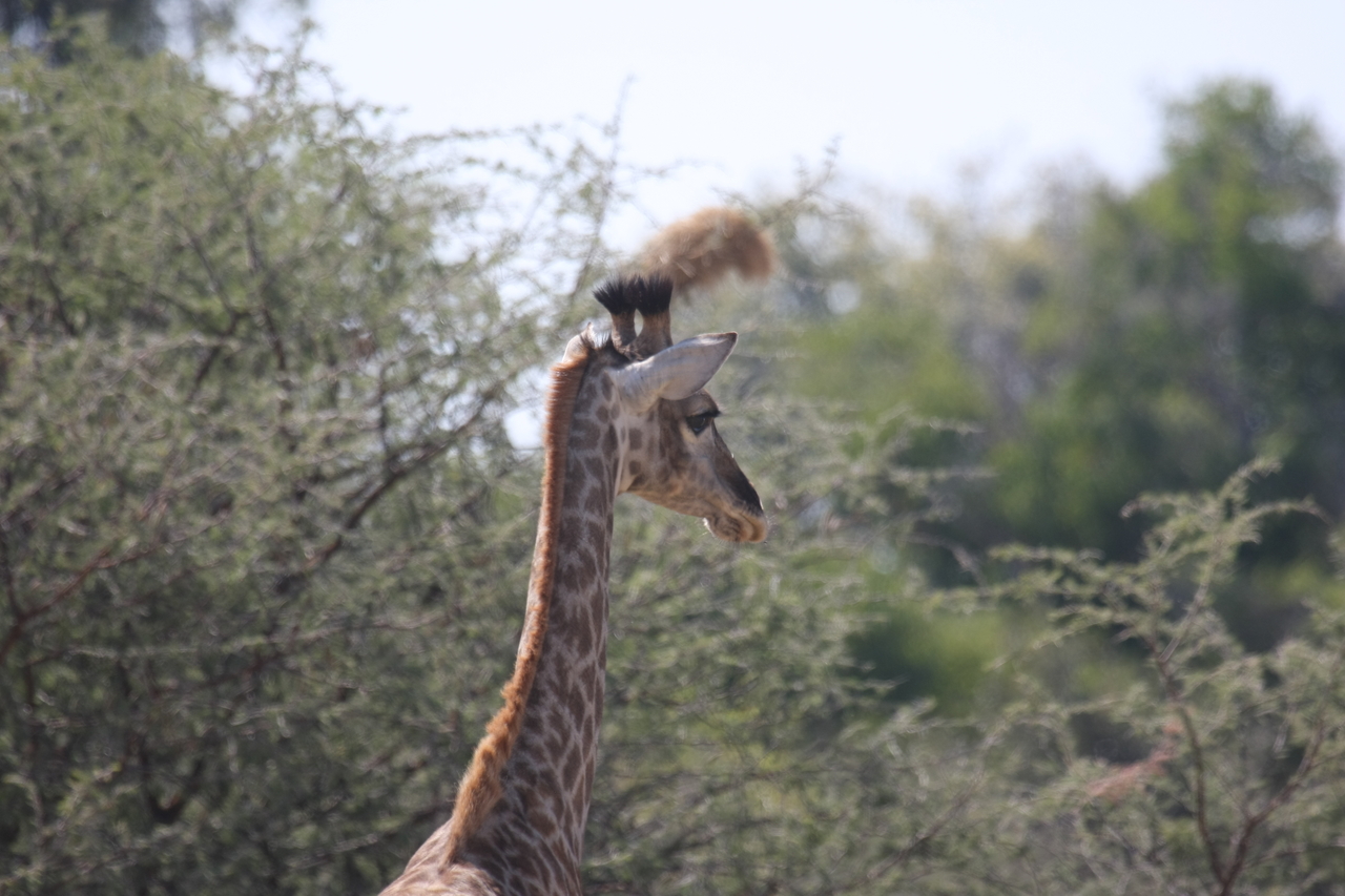 [24387] 2016_06_30_05_52_09_Africa_Canon_EOS_40D_IMG__11688.jpg