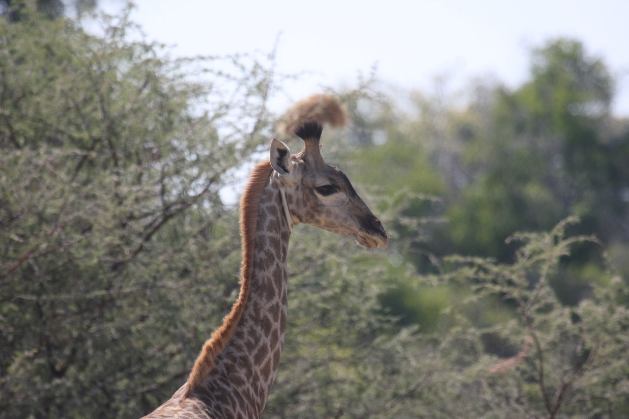 [24391] 2016_06_30_05_52_16_Africa_Canon_EOS_40D_IMG__04243.jpg