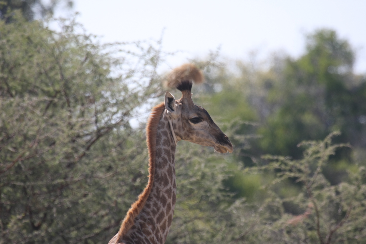 [24397] 2016_06_30_05_52_30_Africa_Canon_EOS_40D_IMG__04244.jpg