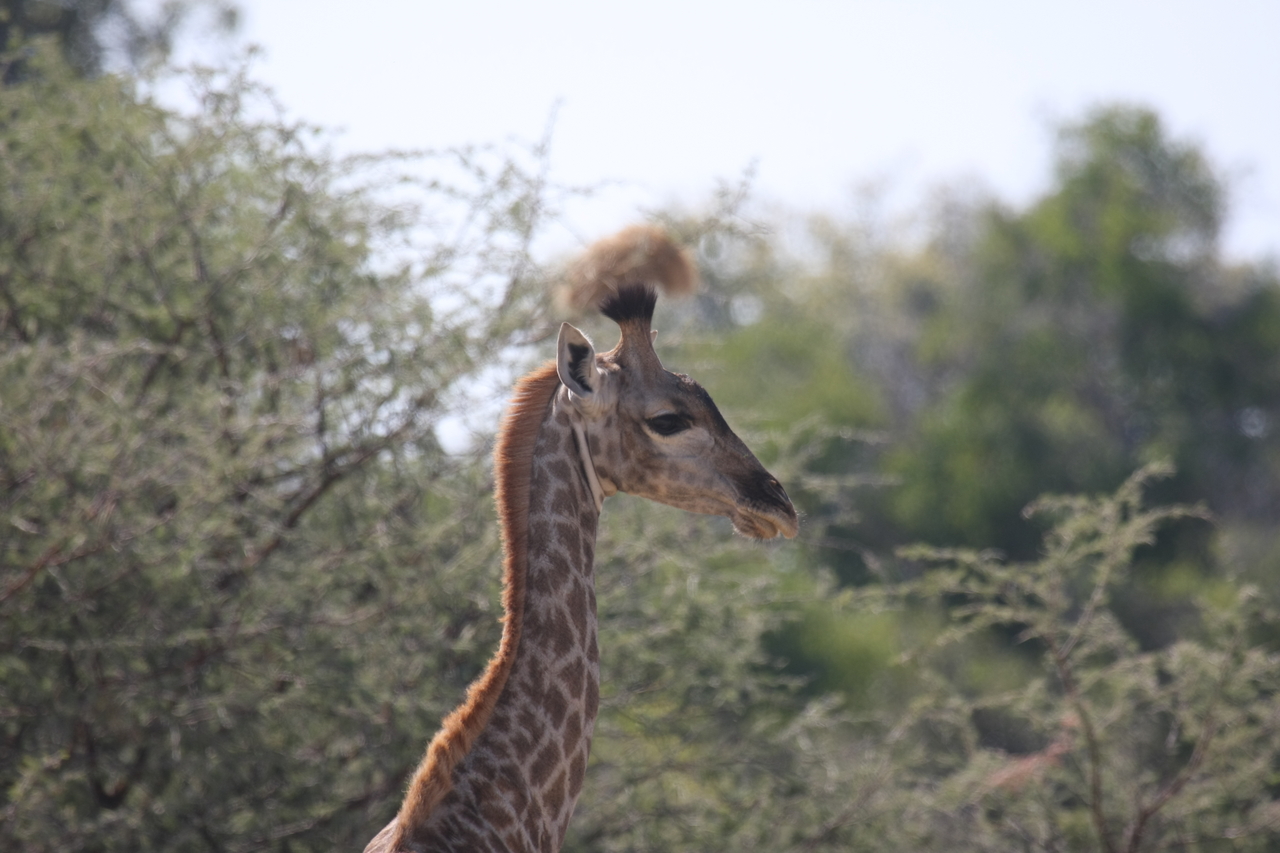 [24398] 2016_06_30_05_52_30_Africa_Canon_EOS_40D_IMG__04245.jpg