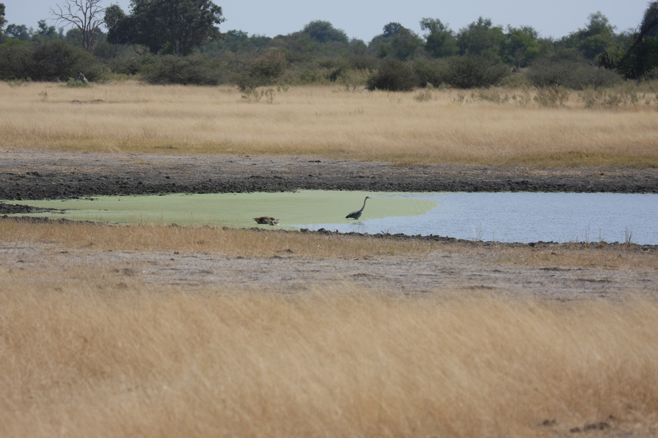 [24428] 2016_06_30_06_05_15_Africa_Canon_EOS_40D_IMG__00531.jpg