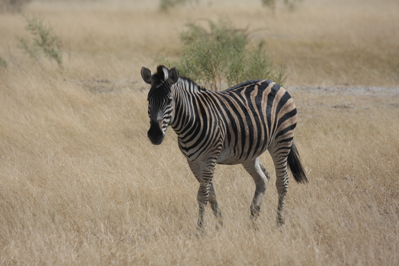 [24438] 2016_06_30_06_05_22_Africa_Canon_EOS_40D_IMG__04260.jpg