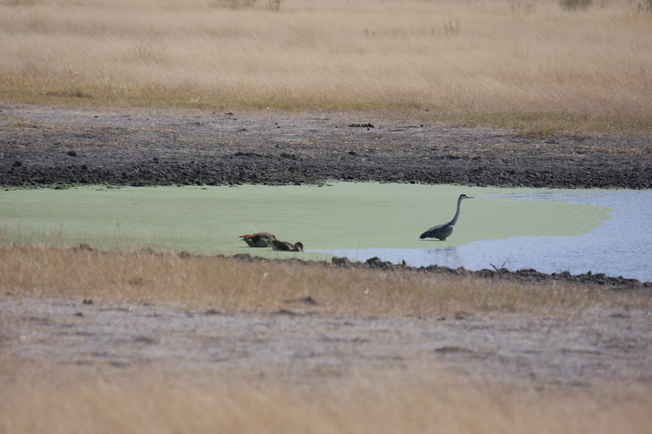 [24444] 2016_06_30_06_05_31_Africa_Canon_EOS_40D_IMG__11709.jpg