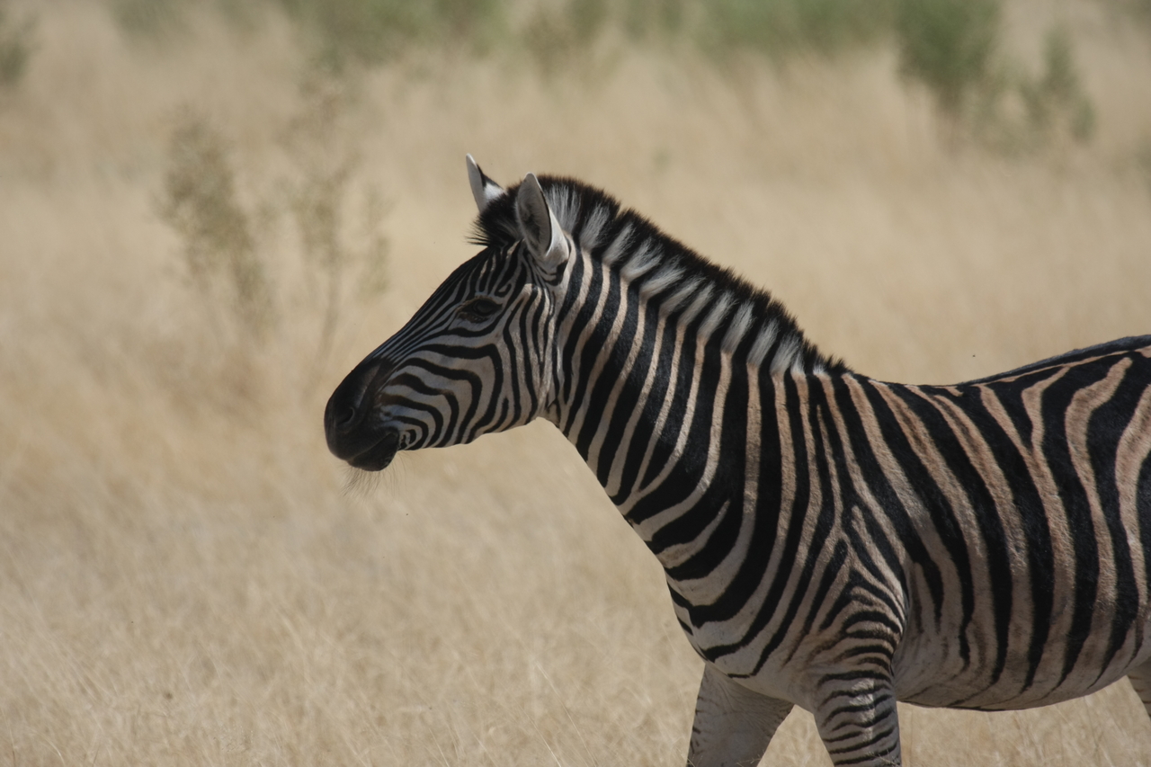 [24449] 2016_06_30_06_05_50_Africa_Canon_EOS_40D_IMG__04264.jpg