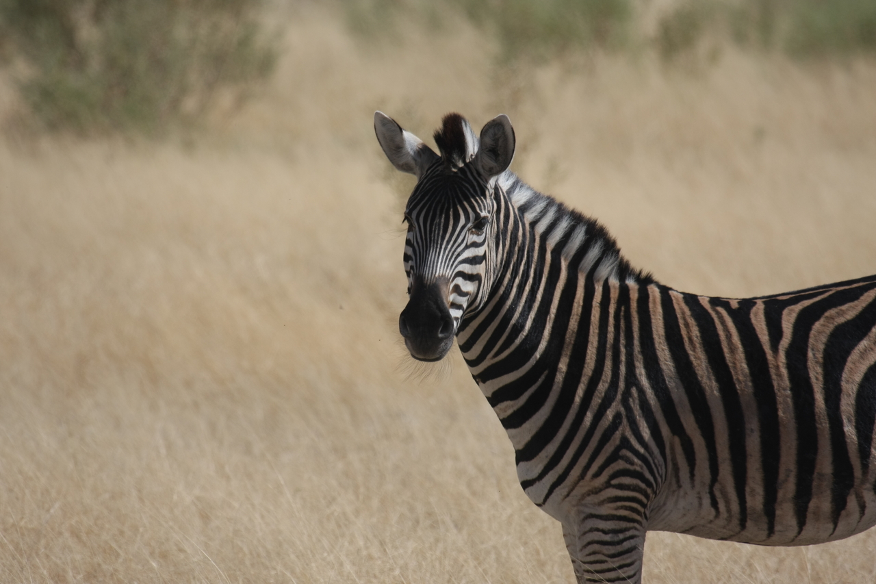 [24453] 2016_06_30_06_05_51_Africa_Canon_EOS_40D_IMG__11712.jpg