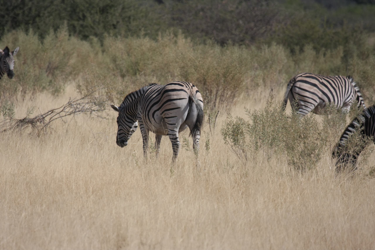[24465] 2016_06_30_06_06_02_Africa_Canon_EOS_40D_IMG__04270.jpg