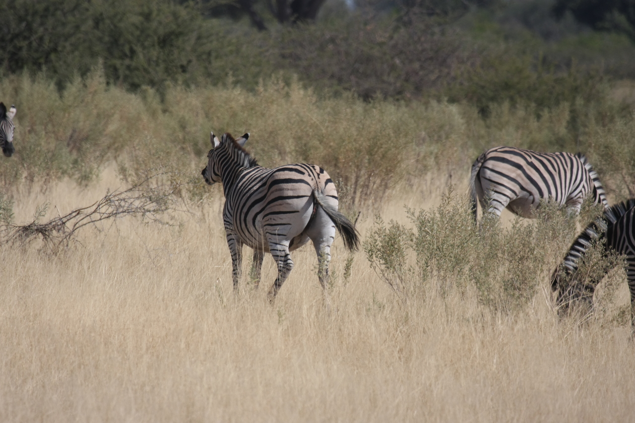 [24466] 2016_06_30_06_06_02_Africa_Canon_EOS_40D_IMG__11715.jpg