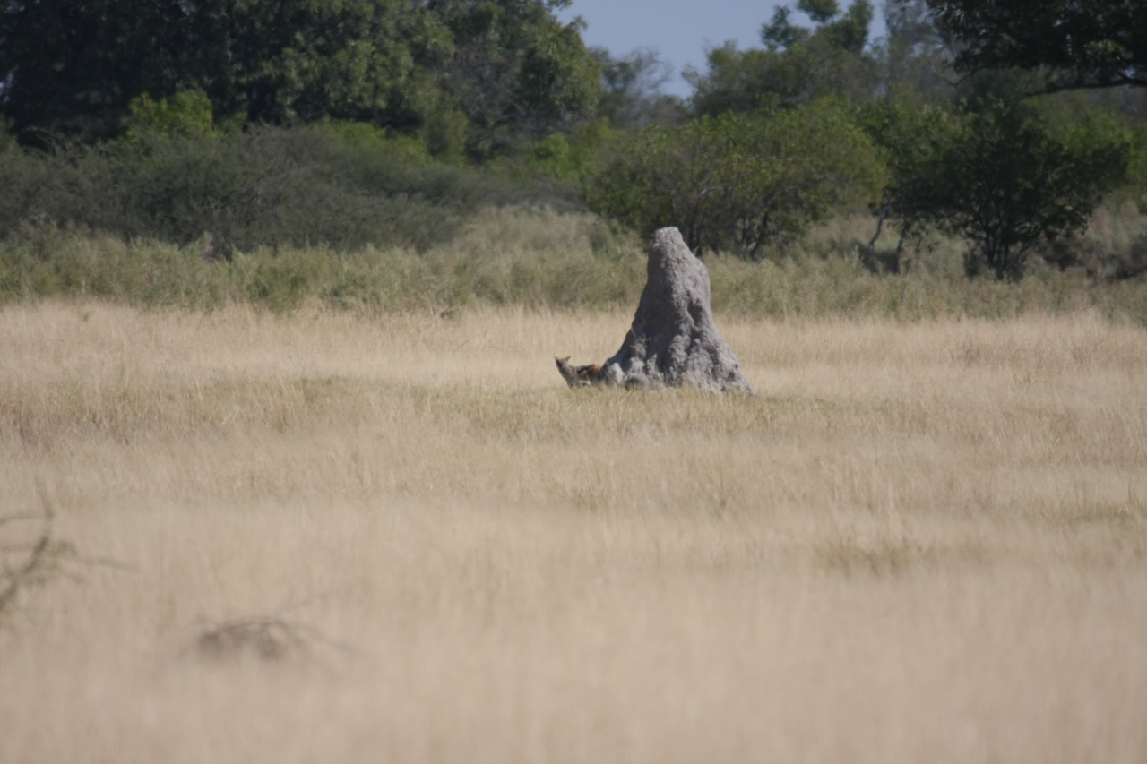 [24509] 2016_06_30_06_22_09_Africa_Canon_EOS_40D_IMG__04273.jpg