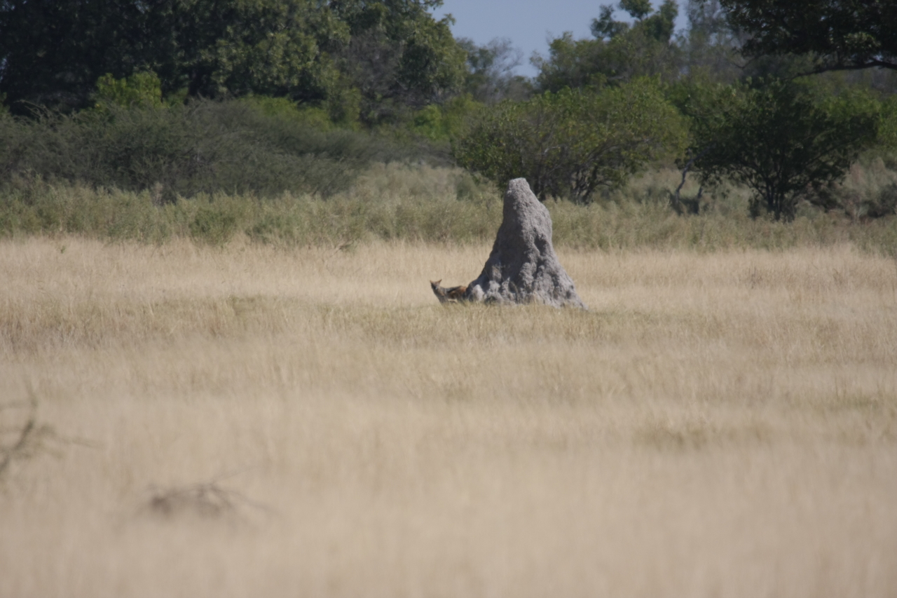 [24510] 2016_06_30_06_22_09_Africa_Canon_EOS_40D_IMG__04274.jpg