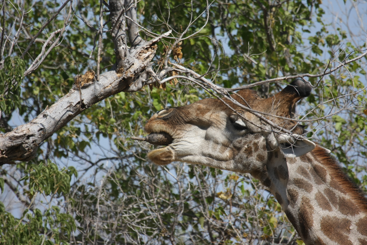 [24532] 2016_06_30_06_29_41_Africa_Canon_EOS_40D_IMG__11728.jpg