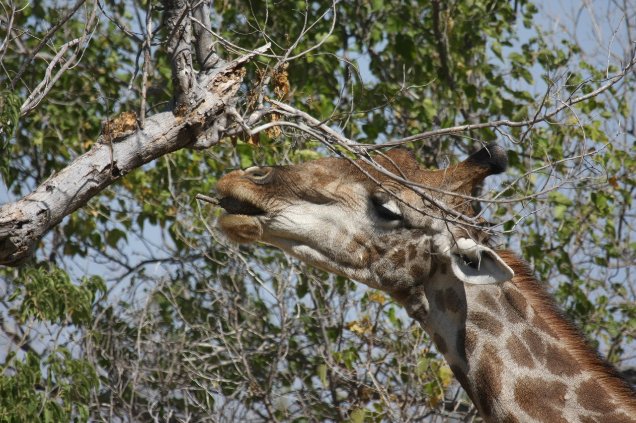 [24536] 2016_06_30_06_29_42_Africa_Canon_EOS_40D_IMG__04285.jpg
