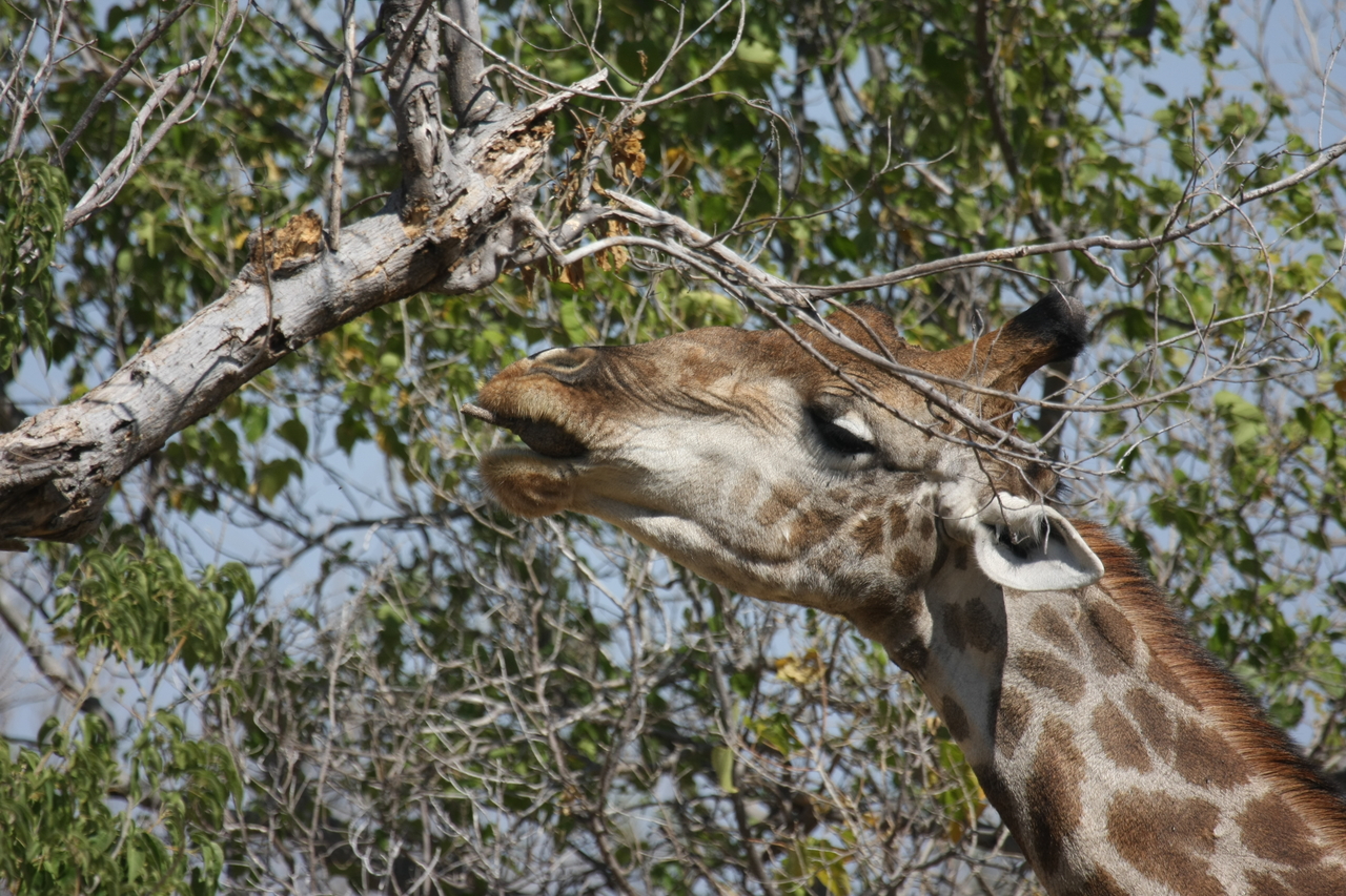 [24544] 2016_06_30_06_29_43_Africa_Canon_EOS_40D_IMG__04288.jpg