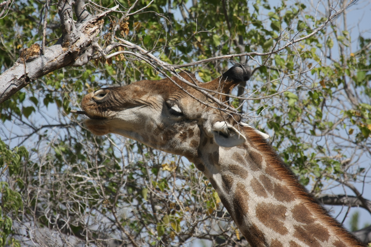 [24562] 2016_06_30_06_29_46_Africa_Canon_EOS_40D_IMG__11740.jpg