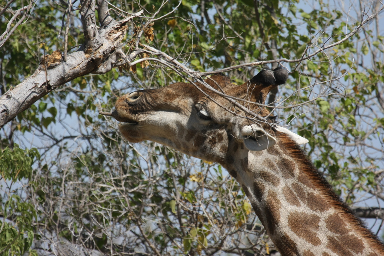 [24566] 2016_06_30_06_29_47_Africa_Canon_EOS_40D_IMG__04296.jpg