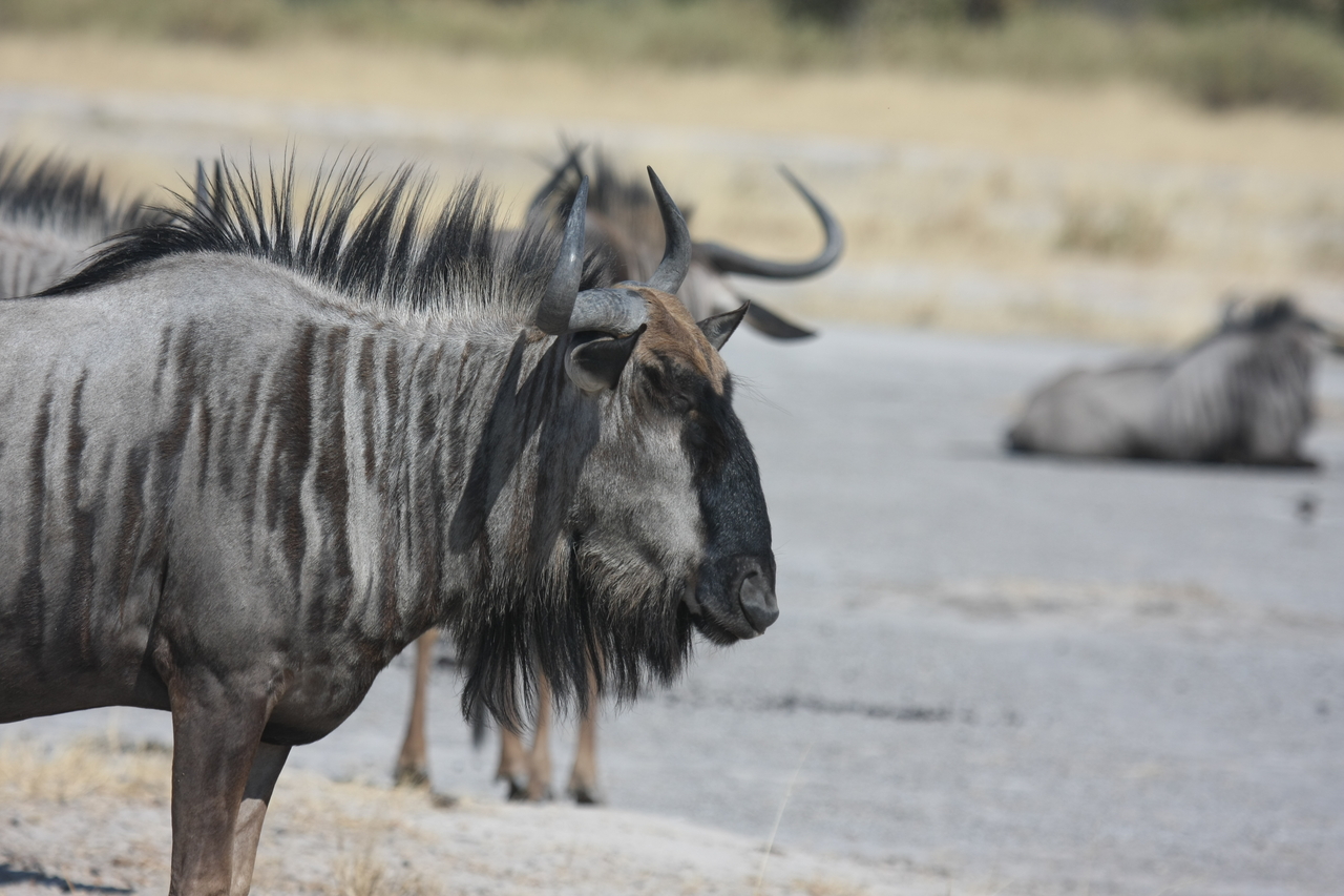 [24576] 2016_06_30_06_36_37_Africa_Canon_EOS_40D_IMG__11745.jpg