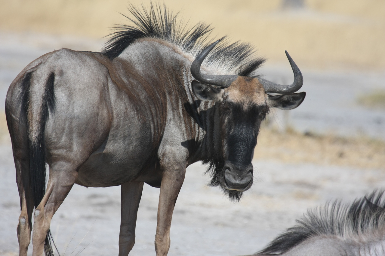 [24582] 2016_06_30_06_36_56_Africa_Canon_EOS_40D_IMG__11747.jpg