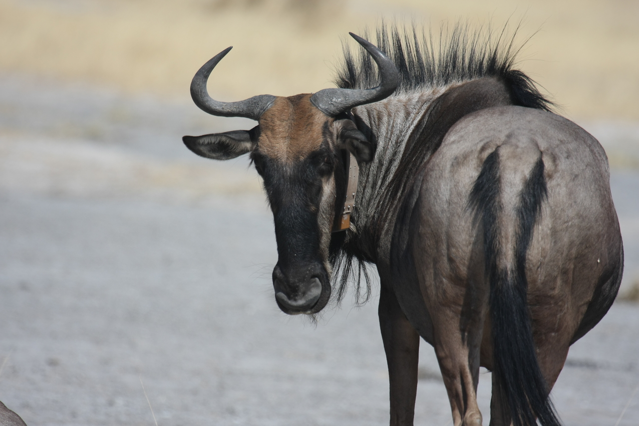 [24586] 2016_06_30_06_37_15_Africa_Canon_EOS_40D_IMG__00578.jpg