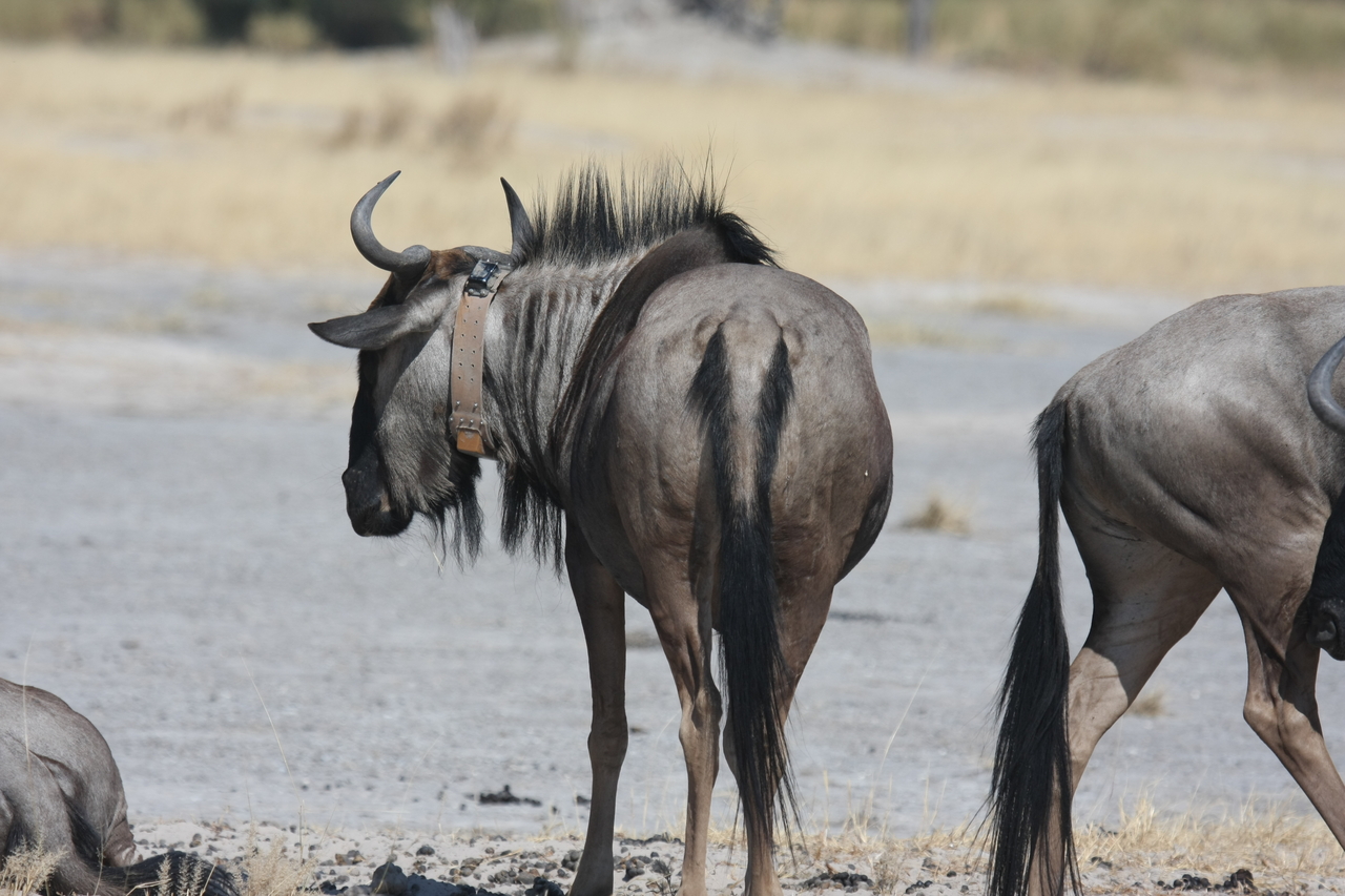 [24597] 2016_06_30_06_37_28_Africa_Canon_EOS_40D_IMG__11752.jpg