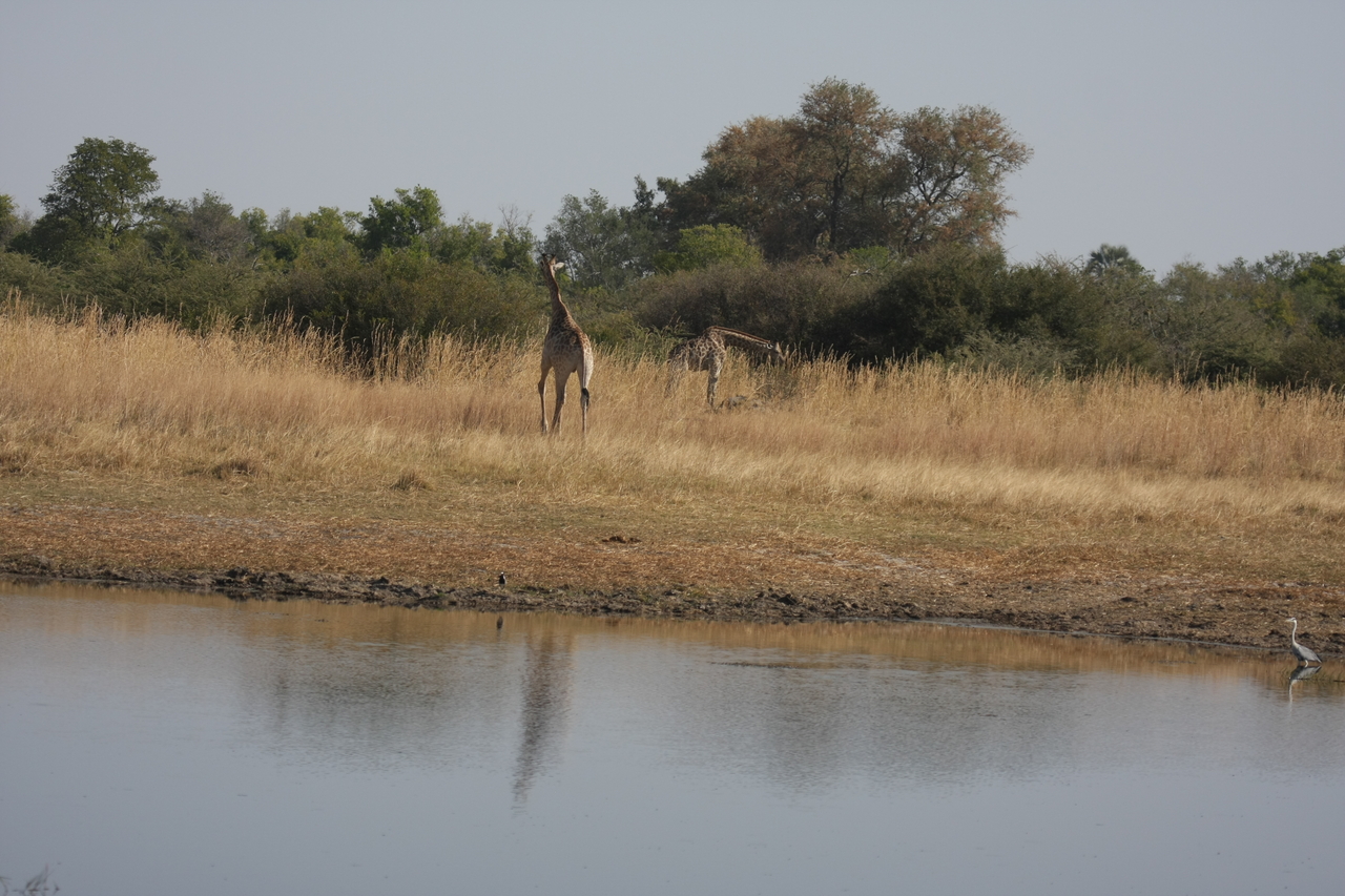 [24677] 2016_06_30_08_58_28_Africa_Canon_EOS_40D_IMG__00592.jpg