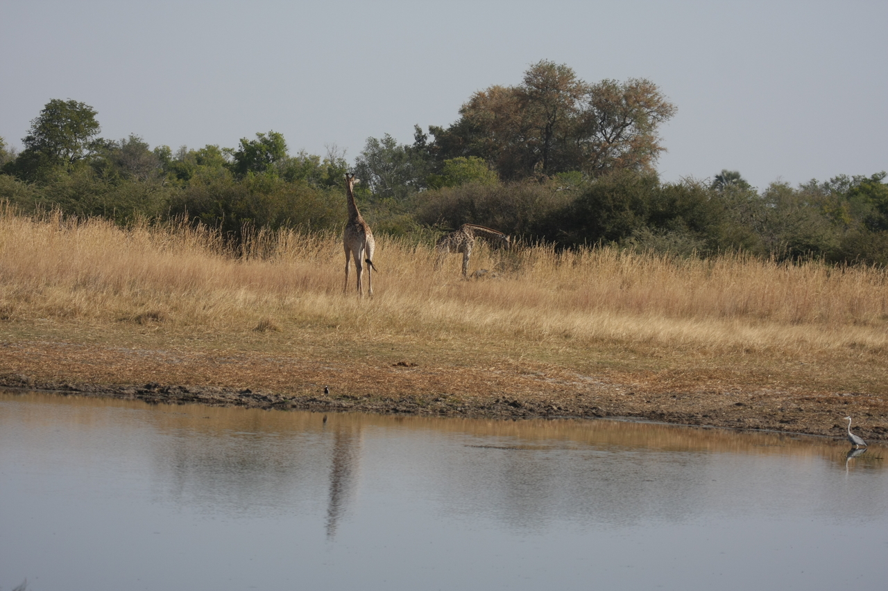 [24682] 2016_06_30_08_58_28_Africa_Canon_EOS_40D_IMG__04320.jpg