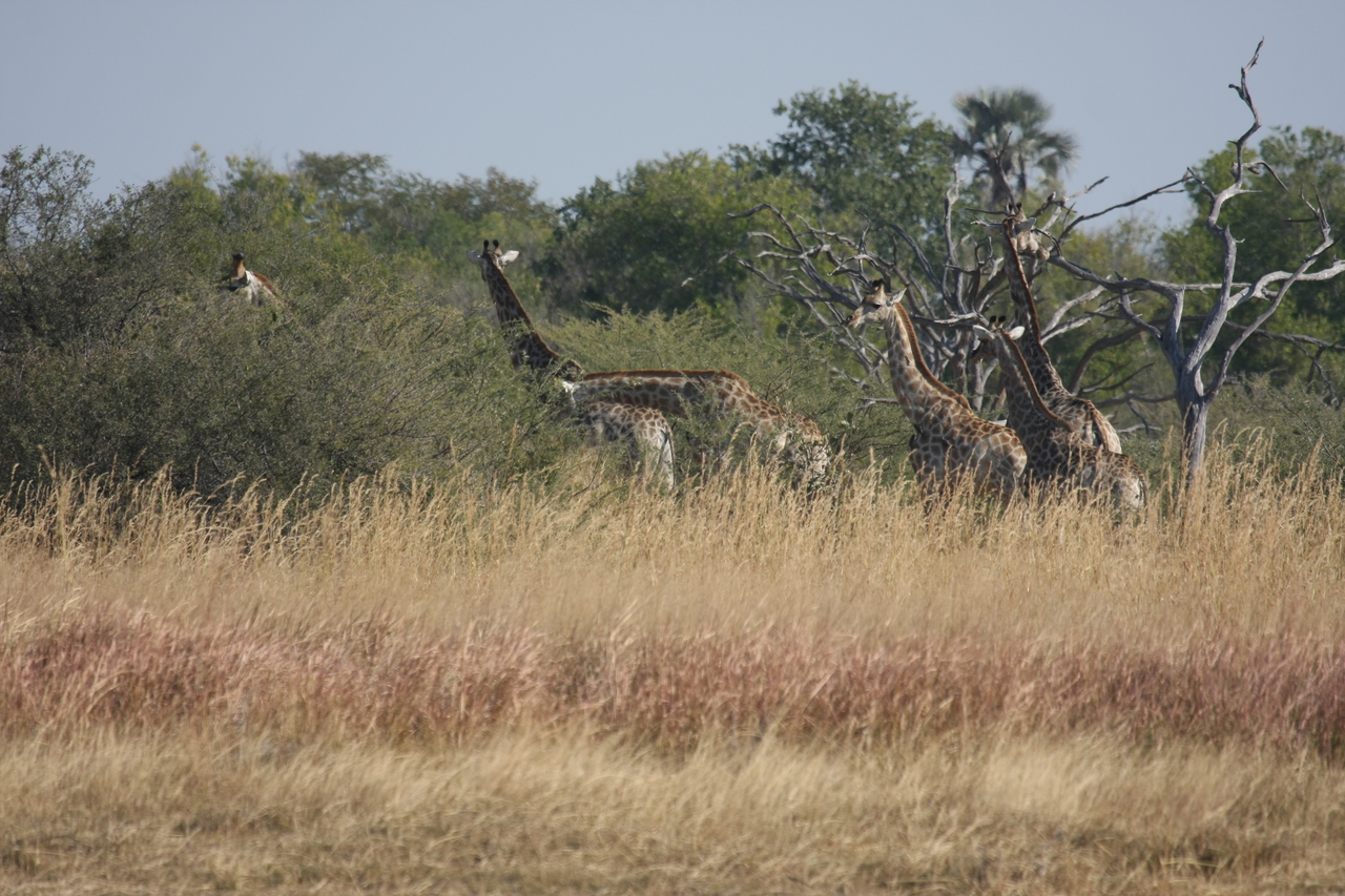 [24688] 2016_06_30_08_58_55_Africa_Canon_EOS_40D_IMG__04321.jpg