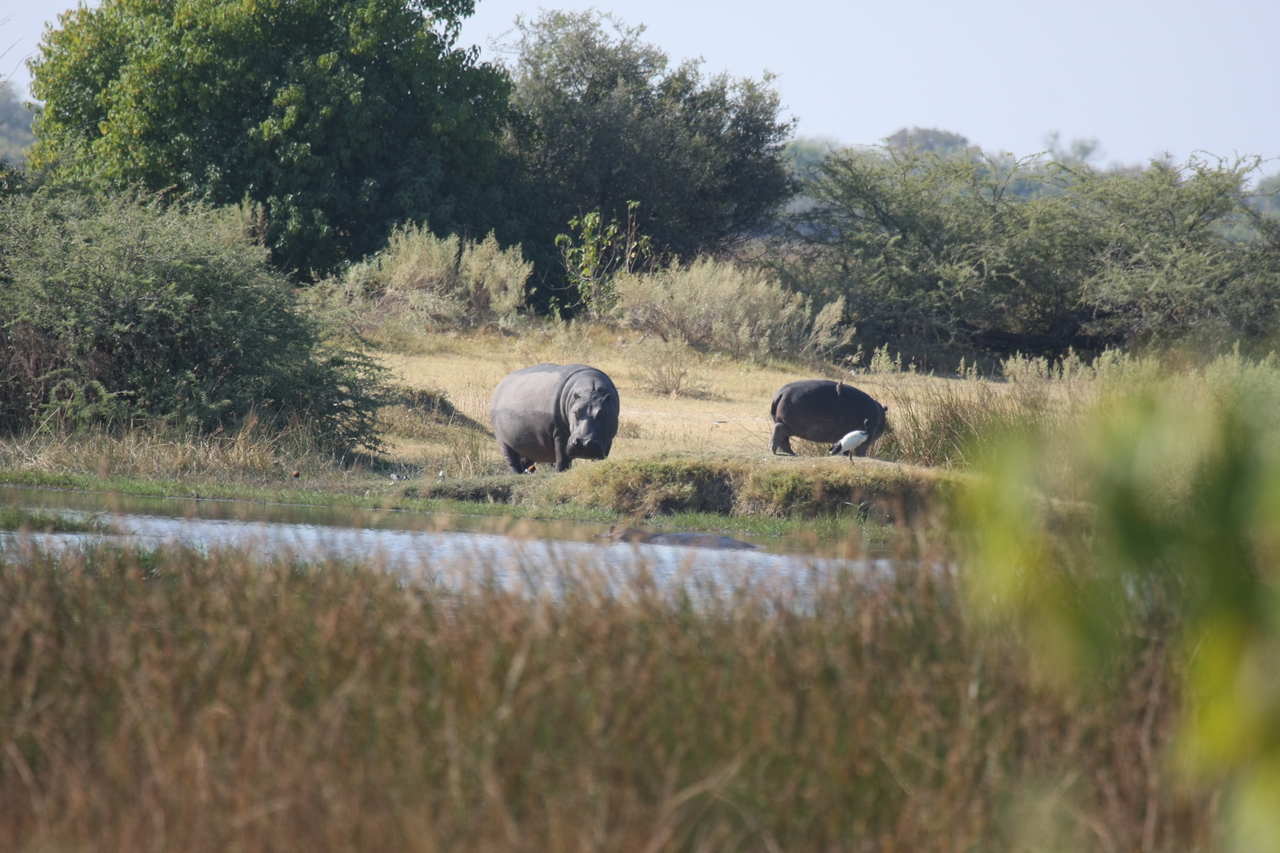 [24707] 2016_06_30_09_03_43_Africa_Canon_EOS_40D_IMG__00603.jpg