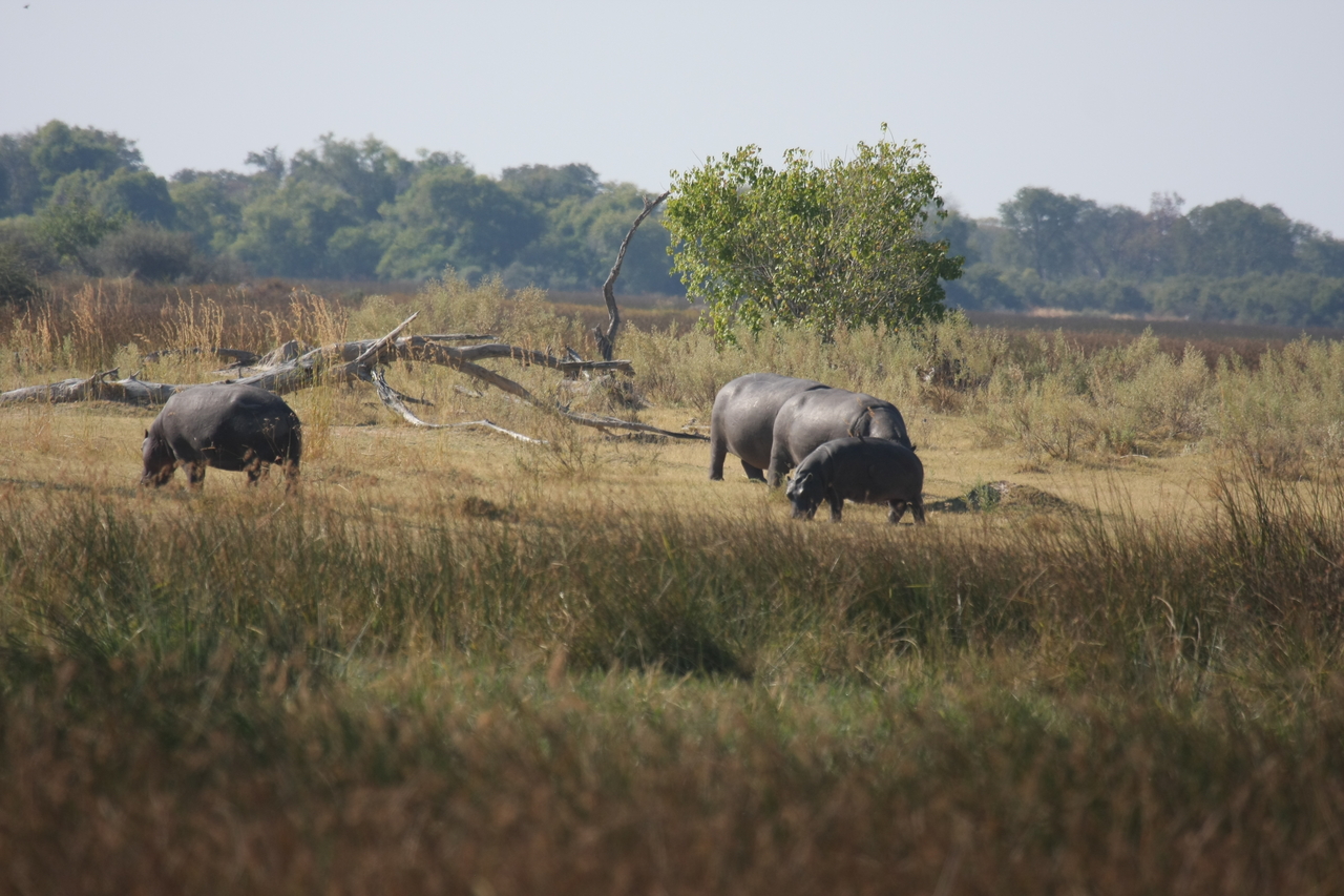 [24716] 2016_06_30_09_03_56_Africa_Canon_EOS_40D_IMG__04331.jpg