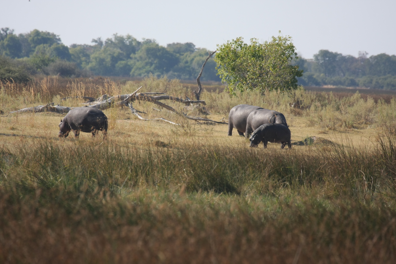 [24717] 2016_06_30_09_03_56_Africa_Canon_EOS_40D_IMG__04332.jpg