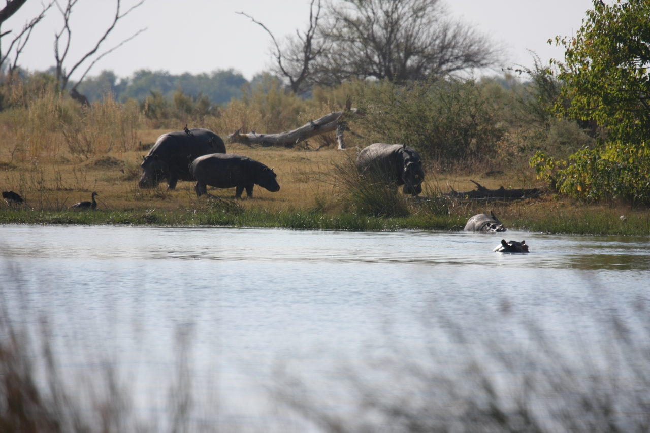 [24767] 2016_06_30_09_06_24_Africa_Canon_EOS_40D_IMG__04351.jpg