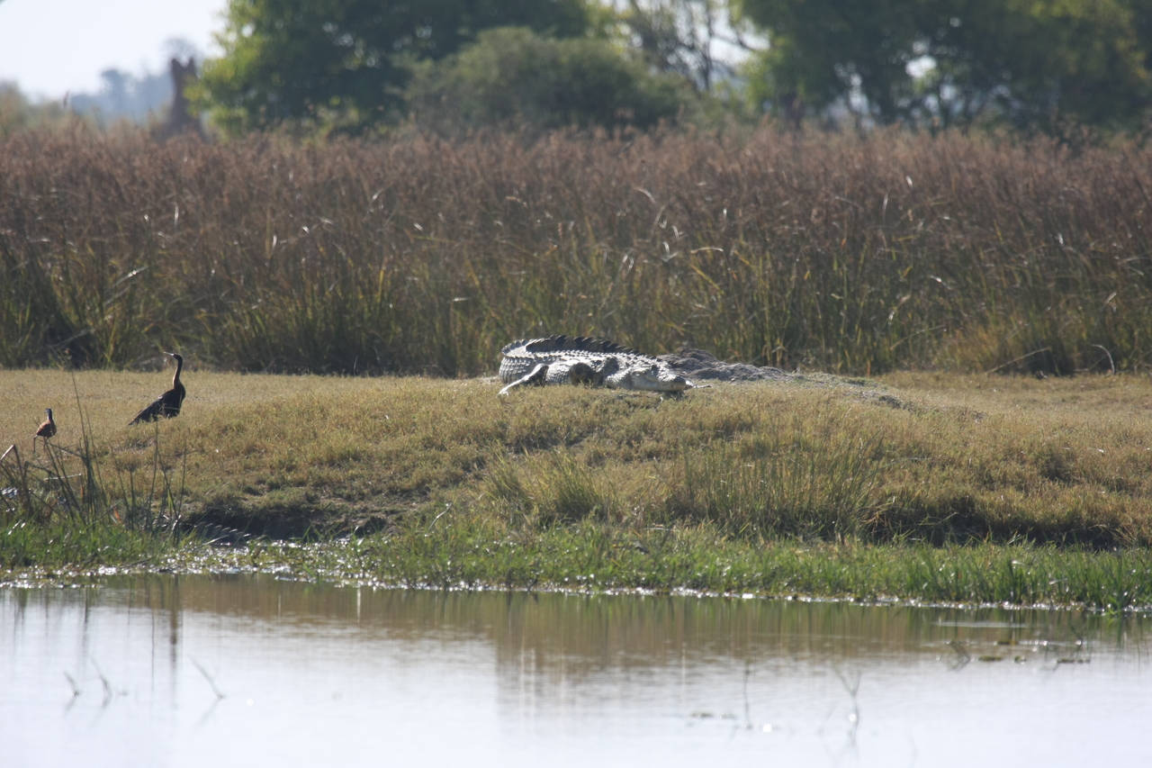 [24783] 2016_06_30_09_09_54_Africa_Canon_EOS_40D_IMG__11802.jpg