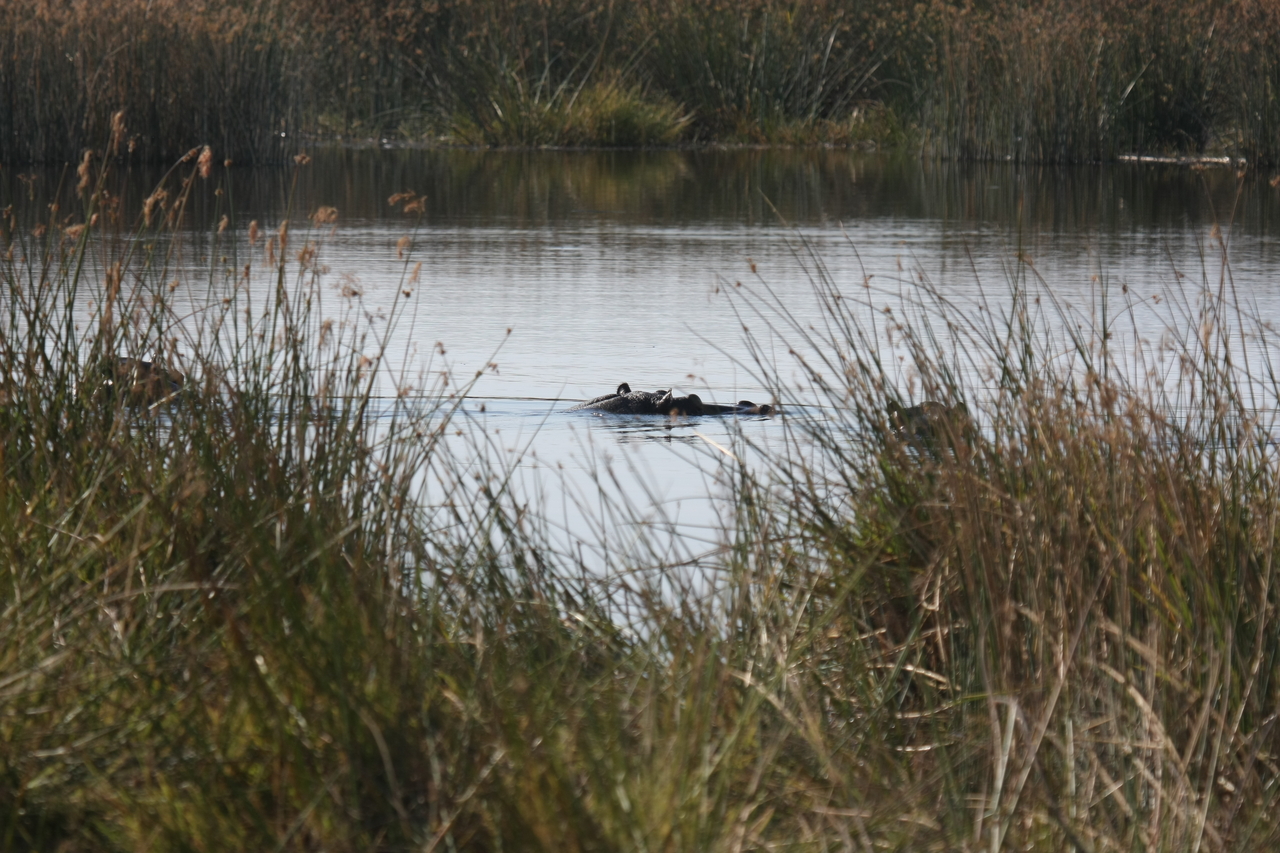 [24792] 2016_06_30_09_15_48_Africa_Canon_EOS_40D_IMG__04359.jpg