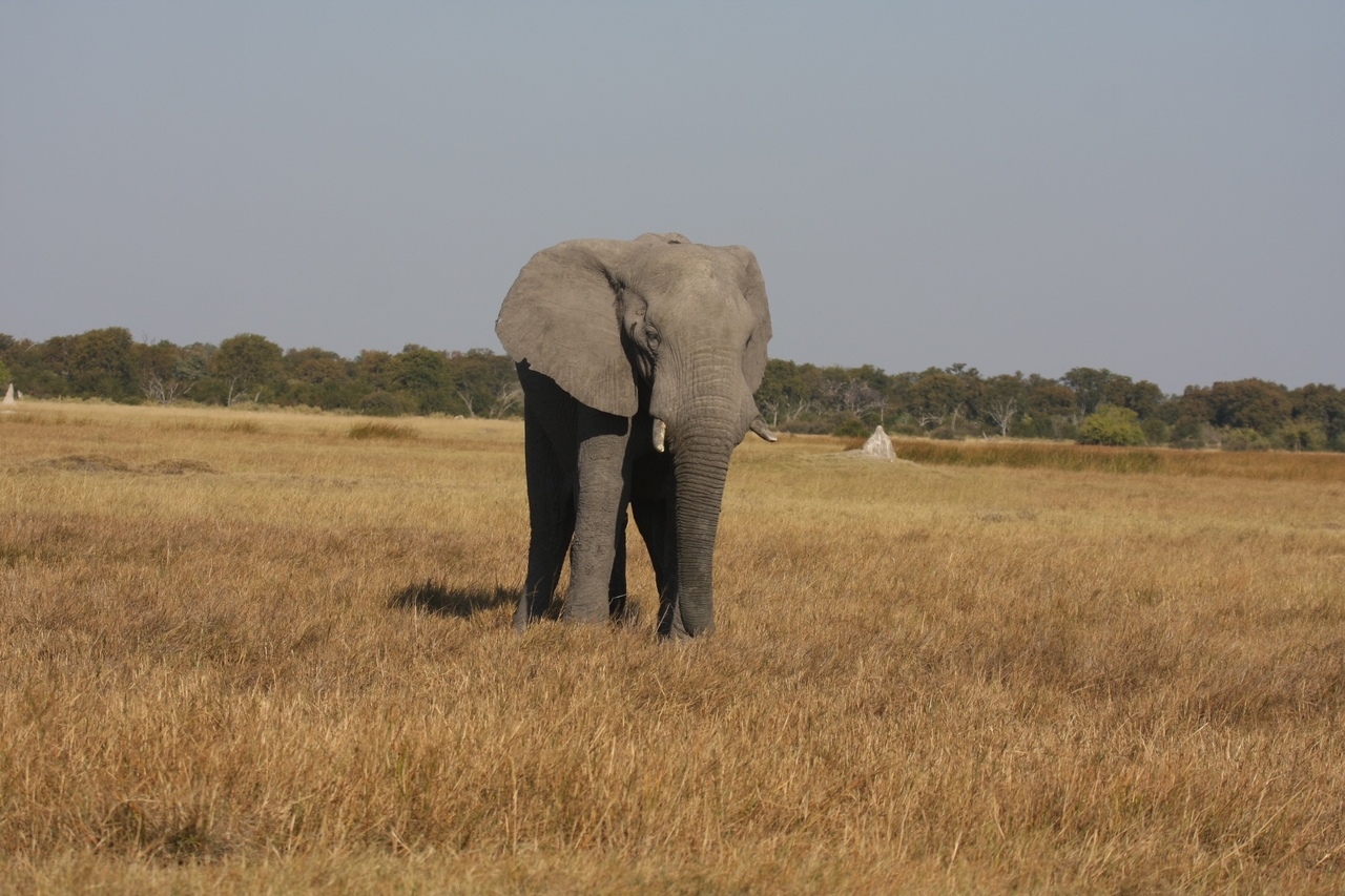 [24808] 2016_06_30_09_57_56_Africa_Canon_EOS_40D_IMG__04360.jpg