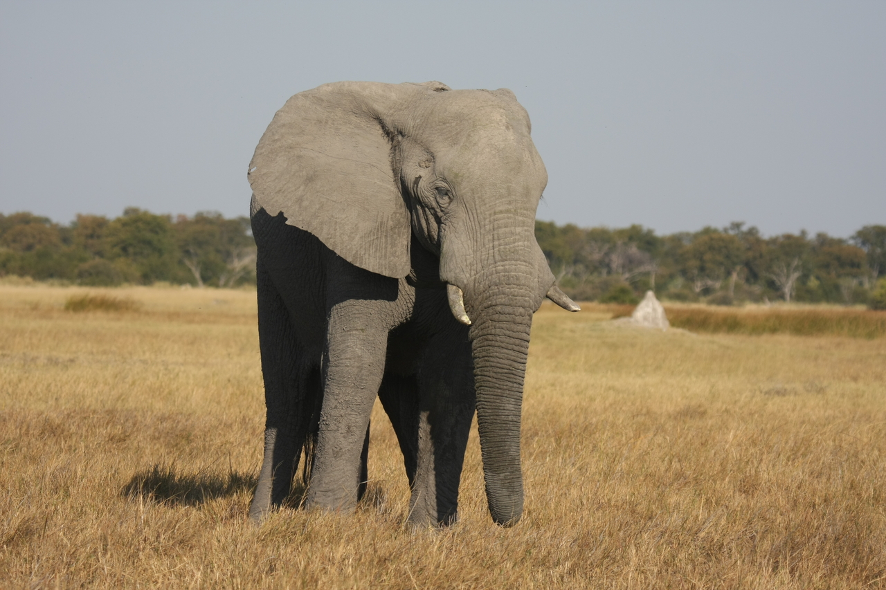 [24834] 2016_06_30_09_58_06_Africa_Canon_EOS_40D_IMG__11816.jpg