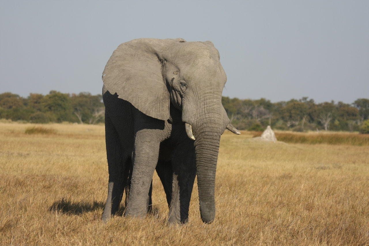 [24835] 2016_06_30_09_58_06_Africa_Canon_EOS_40D_IMG__11817.jpg