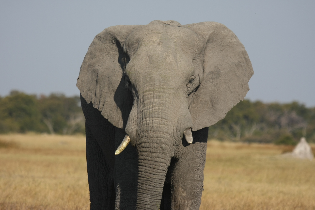 [24837] 2016_06_30_09_58_11_Africa_Canon_EOS_40D_IMG__00647.jpg