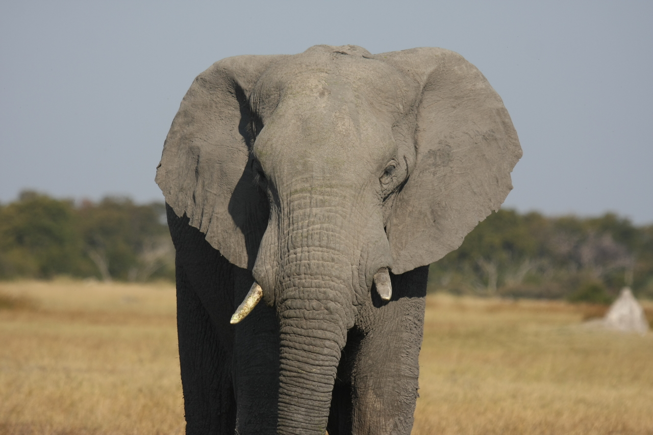 [24841] 2016_06_30_09_58_11_Africa_Canon_EOS_40D_IMG__04374.jpg