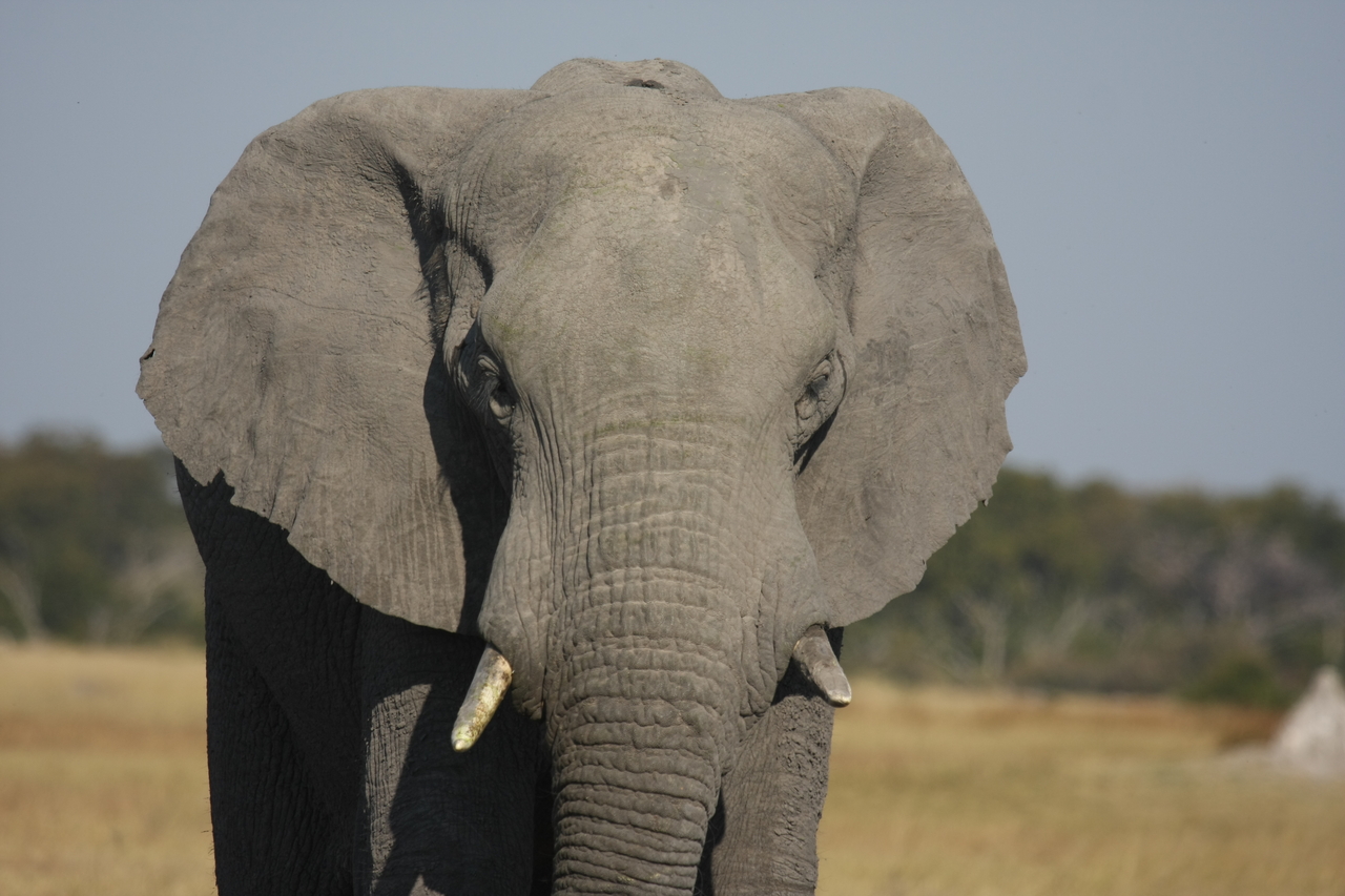 [24849] 2016_06_30_09_58_19_Africa_Canon_EOS_40D_IMG__04376.jpg