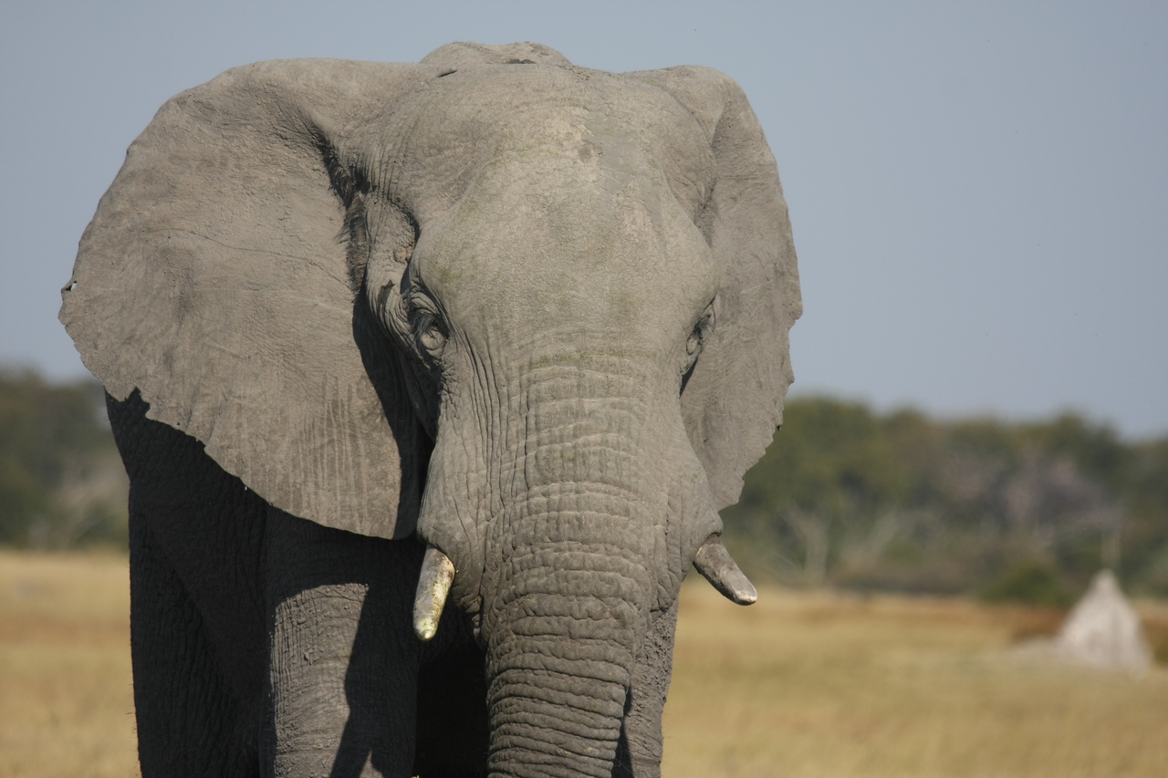 [24855] 2016_06_30_09_58_20_Africa_Canon_EOS_40D_IMG__04378.jpg