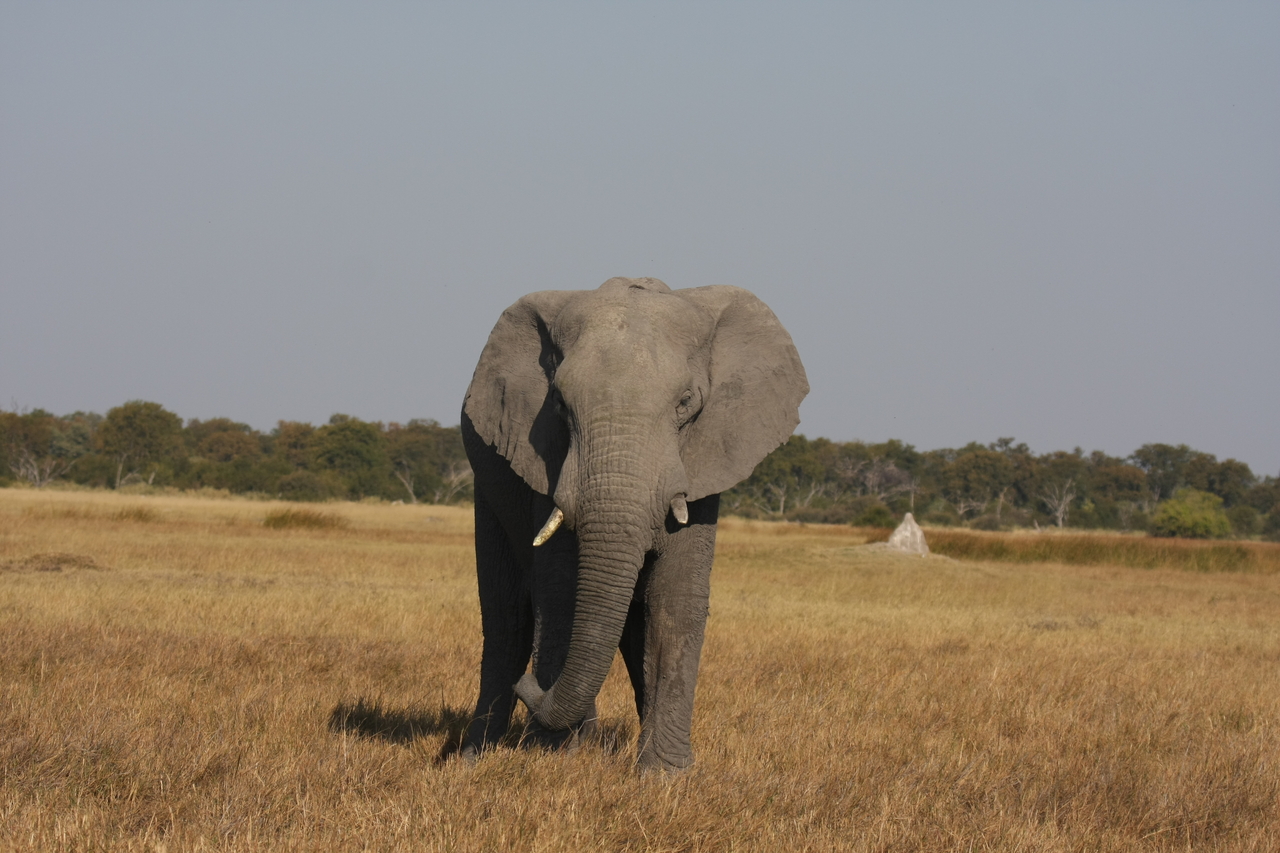 [24859] 2016_06_30_09_58_27_Africa_Canon_EOS_40D_IMG__00655.jpg