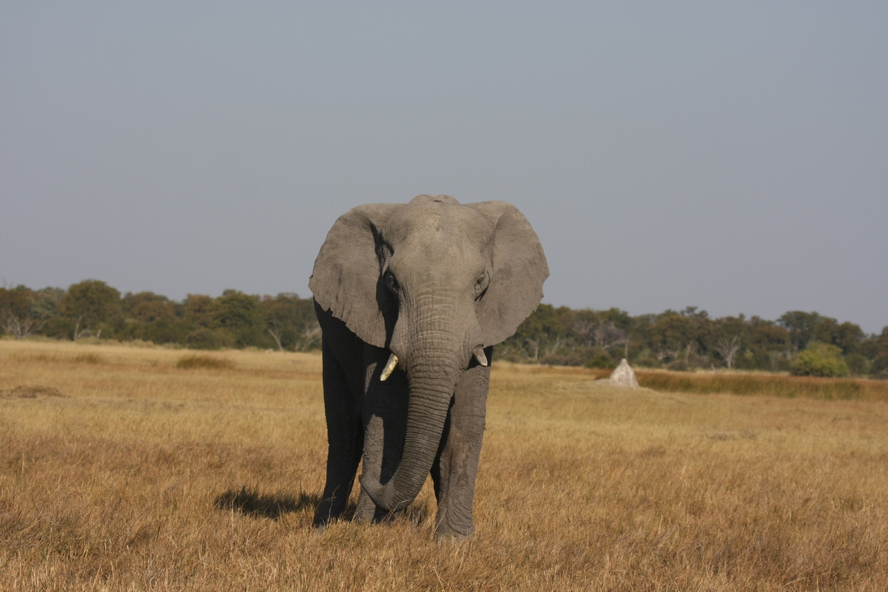 [24860] 2016_06_30_09_58_27_Africa_Canon_EOS_40D_IMG__04379.jpg