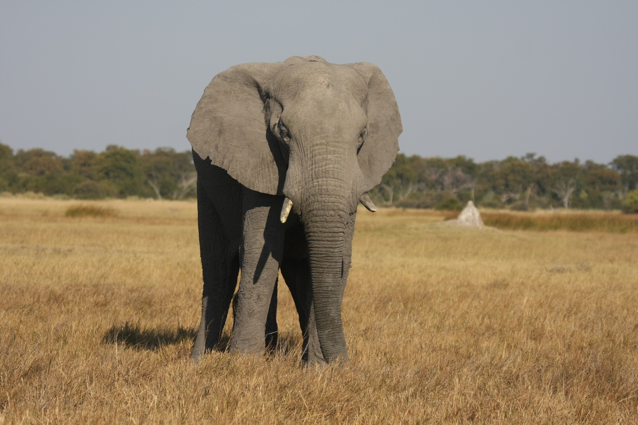 [24877] 2016_06_30_09_59_05_Africa_Canon_EOS_40D_IMG__11833.jpg