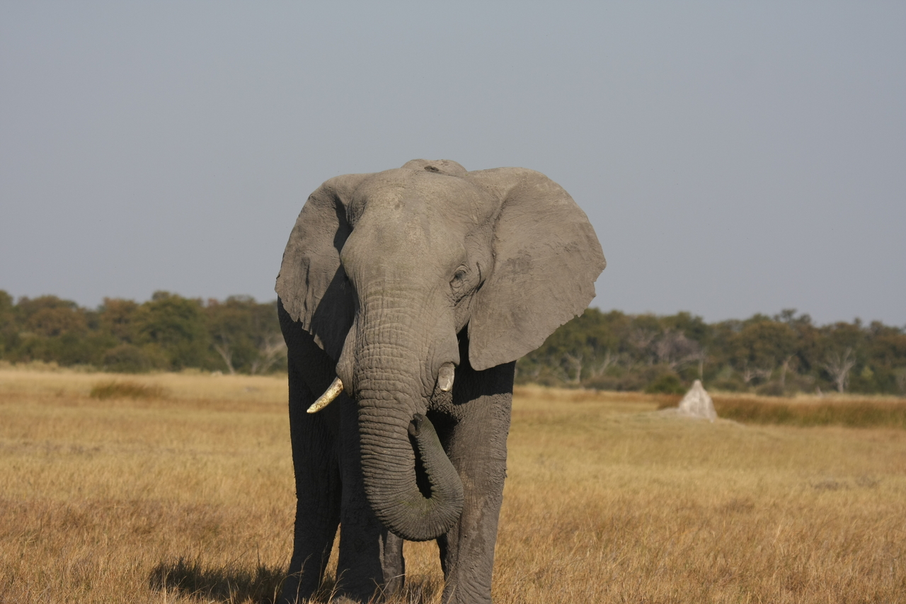 [24880] 2016_06_30_09_59_09_Africa_Canon_EOS_40D_IMG__11834.jpg