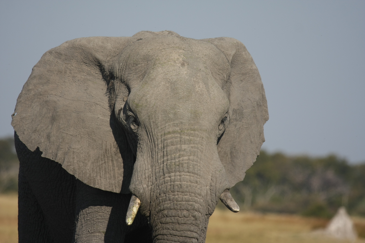 [24881] 2016_06_30_09_59_19_Africa_Canon_EOS_40D_IMG__00662.jpg