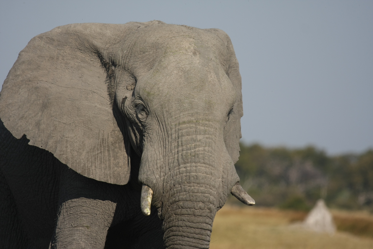 [24890] 2016_06_30_09_59_20_Africa_Canon_EOS_40D_IMG__00665.jpg