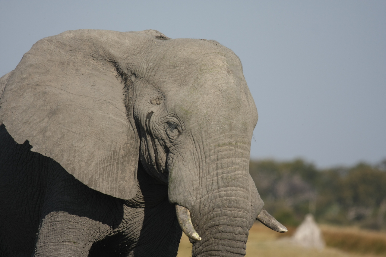 [24898] 2016_06_30_09_59_22_Africa_Canon_EOS_40D_IMG__11840.jpg