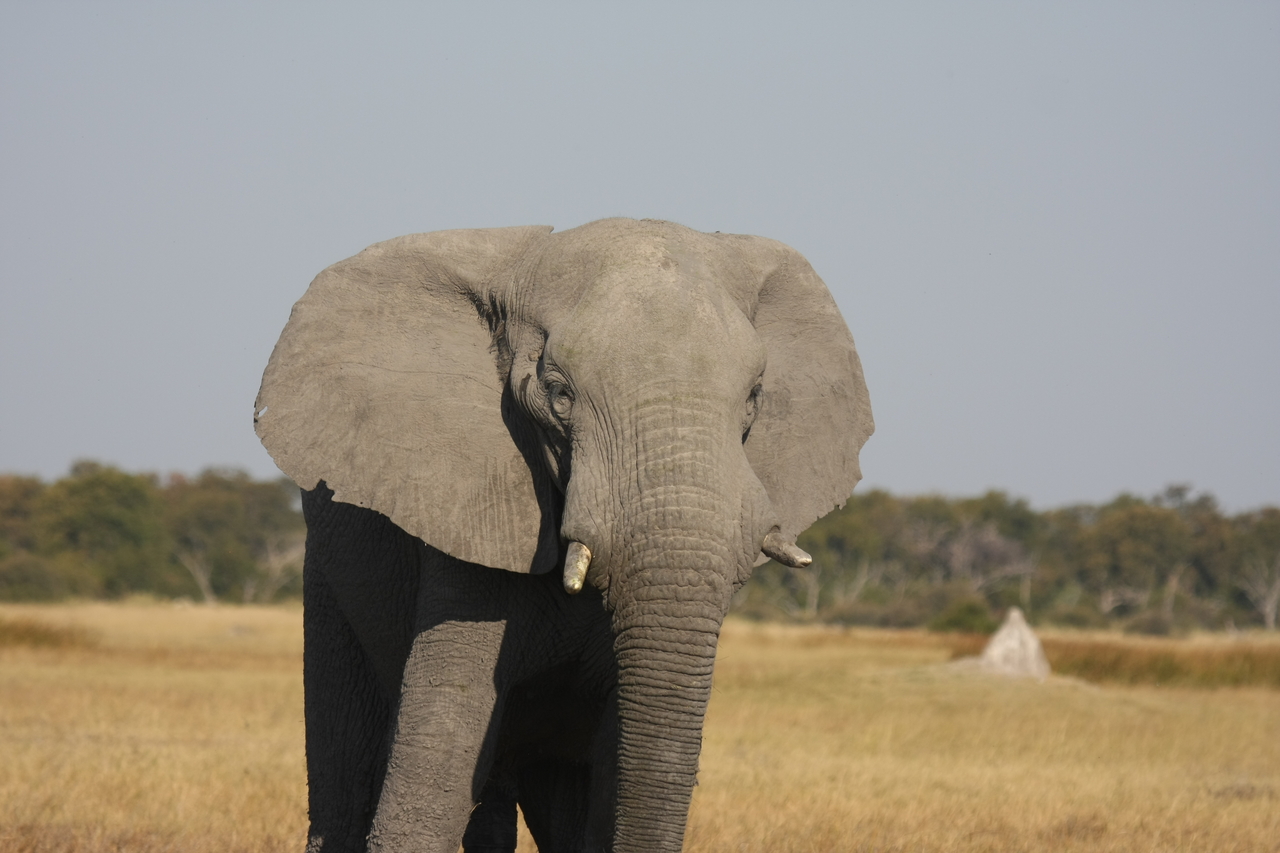 [24901] 2016_06_30_10_00_08_Africa_Canon_EOS_40D_IMG__00672.jpg