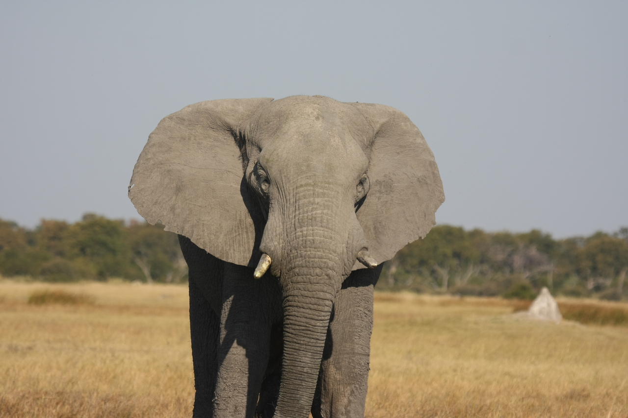 [24913] 2016_06_30_10_00_10_Africa_Canon_EOS_40D_IMG__11847.jpg