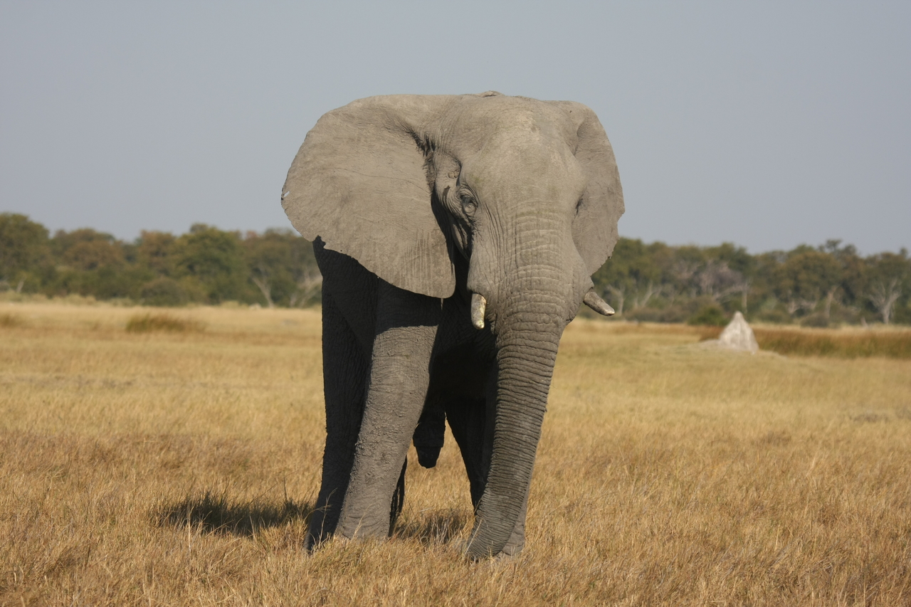 [24926] 2016_06_30_10_00_29_Africa_Canon_EOS_40D_IMG__04404.jpg